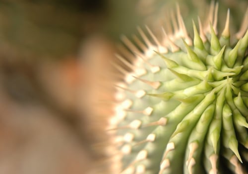 Everything You Need to Know About Hoodia Gordonii